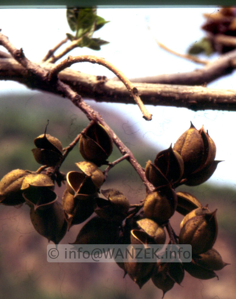 Paulownia tomentosa Fruechte.jpg